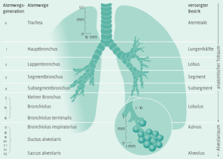 Schematische Darstellung für ein medizinisches Handbuch, hier zum Thema Atemwege. [Für Büro für Gestaltung schreiberVIS (Seeheim)]