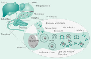 Schematische Darstellung für ein medizinisches Handbuch, hier zum Thema Verdauungsorgane. [Für Büro für Gestaltung schreiberVIS (Seeheim)]